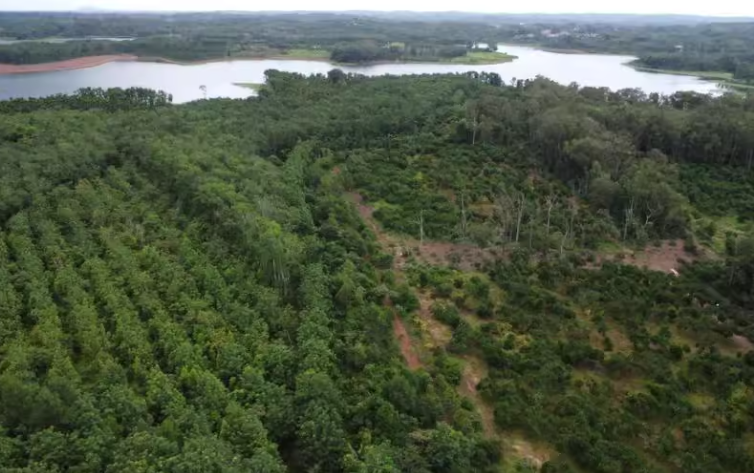 定安县南金农场四区六队27.06亩其他园地11.57年期租赁权益及地上生物资产